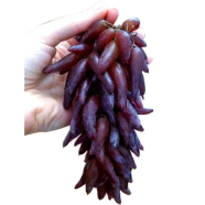 Rare Finger Grape Seeds (Delicious Garden Fruit) - 20 Pcs image