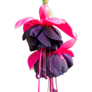 Rare Fuchsia Flower Bonsai Seeds - 10 Pcs image