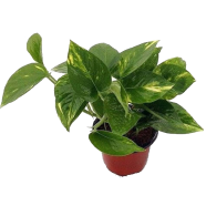 Rare Garden Philodendron Bonsai Seeds - 30 Pcs image