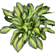 Rare Global Hosta Plants Perennials Lily Flower Tree 10pcs Seeds image