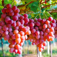 Rare Green Grape For Plants Balcony Garden- 20 Pcs Plus Seeds image