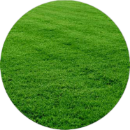 Rare Lawn Grass Seeds - 200 Plus Pcs image
