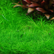 Rare Moss Aquistic Plants Water Grass Seeds - 50 Pcs image