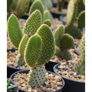 Rare Opuntia Microdasys Cactus -20 Pcs Seeds image