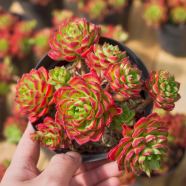 Rare Sedeveria Letizia Cactus Seeds - 15 Pcs (Imported Seeds) image