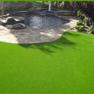 Rare Sports Field Grass Seeds - 200 Plus Pcs image