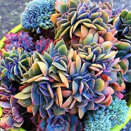 Rare Succulent Pseudotruncatella Bonsai Seeds 15 Pcs image