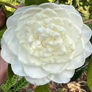 Rare White Camellia Flower -20 Pcs Seeds image