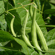 Real Summer Red Long Bean 50 Pcs Seeds image