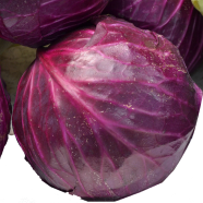 Red Cabbage Chicory Bonsai Seeds 100 Pcs image