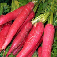 Red Carrot Organic Seeds - 50 Pcs image