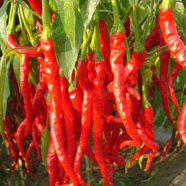 Red Chili Pepper Seeds 50 Pcs image