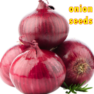 Red Hybrid Onion Seeds 1 gm Re-Pack