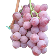 Red Kashmiri Grape Seeds - 20 Pcs image