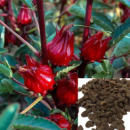 Red Roselle Fruit Chinese Herb Plant Seeds 10pcs image