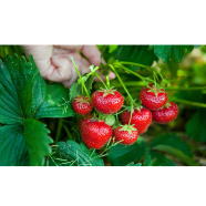 Red Strawberry Seeds Global - 30 Pcs image