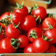 Red Tomato Bonsai 30 Pcs Seeds image