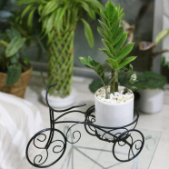 Rickshaw Planter ZZ Green With Ceramic Pot image