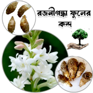 Rojonigondha Flower Bulb/Big Seed - 10Pcs image