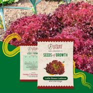 Rollo Rosso Lettuce Seeds image