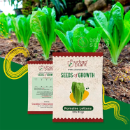Romaine Lettuce Seeds image