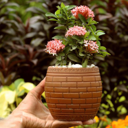 Rongon Bonsai With 6 Inch Clay Pot image