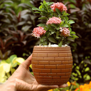 Rongon Bonsai Without Pot image