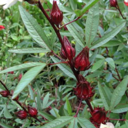 Roselle Chinese Herb Plant Seeds - 20 Pcs image