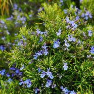 Rosemary Seed 10pcs image