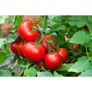 Roton Jaater Baromasi Tomato Beej image