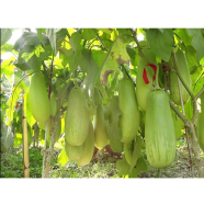 Round Brinjal Seeds image