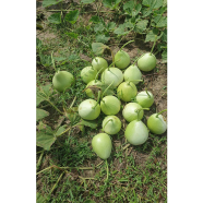 Round Gourd Seed image