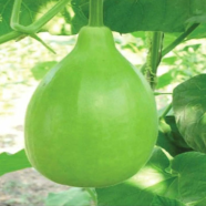 Round Gourd / Lau Seeds - 10 Pcs image