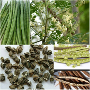 Sajna | Moringa | Drumstick (Miracle Tree) Hybrid Seeds image