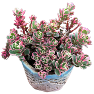 Sedeveria Letizia Cactus Seeds 15pcs image