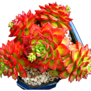 Sedeveria Letizia Cactus Succulent Bonsai Potted Flower 10pcs Seeds image