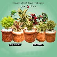 Brikkho Hat Semi Indoor Combo-23 (Kelancho, Snake Yellow, Spider, Dorenda White, Crown of Thorns Red, Indian Border Red, Lucky Bamboo, China Bot, Nimzhuri Bonsai) - 104 icon