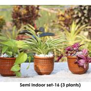 Brikkho Hat Semi Indoor set - 16 (Money plant, spider, zebra vine) image