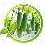 Senchury Hybrid Khira Seeds (5gm) image