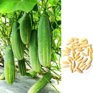 Shila Hybrid Cucumber Seeds (10gm) image