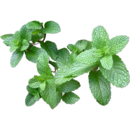 Shivnami Mint Plant Seeds Gardening 30pcs image