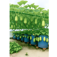 Chalkumra Seeds image