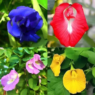 4 Color Mix Exclusive Oporajita Flower Seeds 0.5 gm image