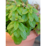 Spearmint Seeds (Pudina) image
