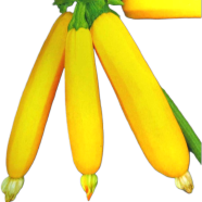 Squash Bonsais Vegetable Bonsais Gold - 5 Pcs Seeds image