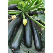 Squash Seeds Intact Packet 0.1gm image