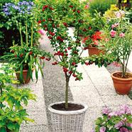 Stella Cherry Tree Seed image