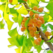 Strong Adaptability Ginkgo Biloba Bonsai 5Pcs image