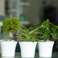 Brikkho Hat Sudent Combo Semi Indoor 41 image