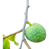 Sugar Apple Custard Bonsai Fruit Seeds 5 Pcs image